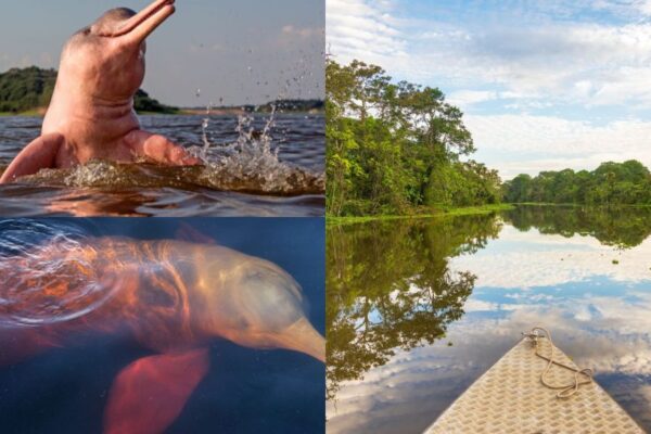 Cuyabeno Amazon Lodge 4 Days