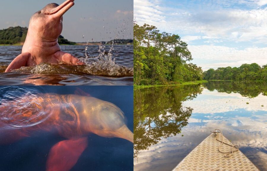 Cuyabeno Amazon Lodge 4 Days